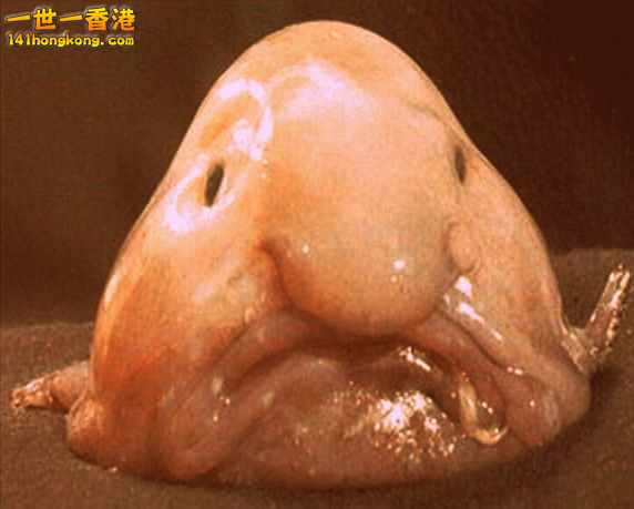 Blobfish (1).jpg