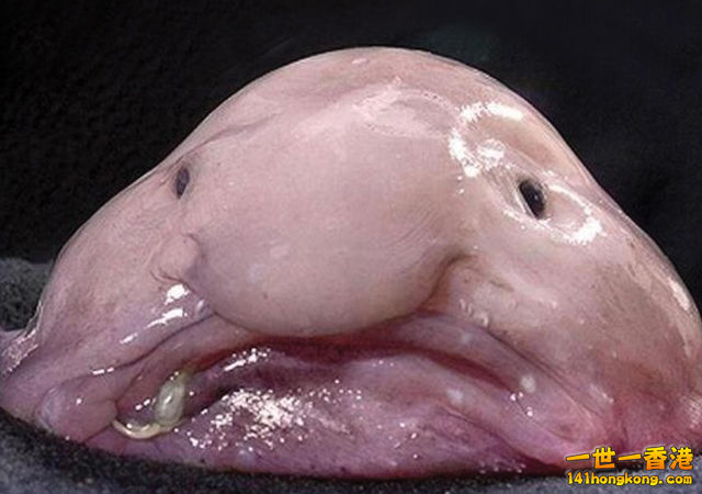 blobfish.jpg