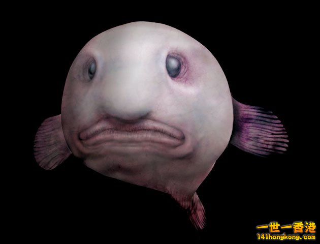 blobfish2.jpg