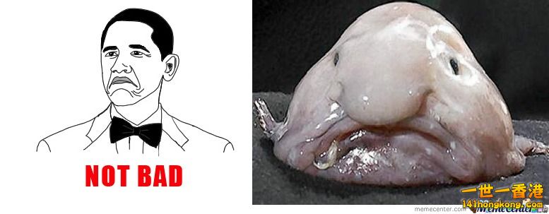 not-bad-blobfish_o_809638.jpg