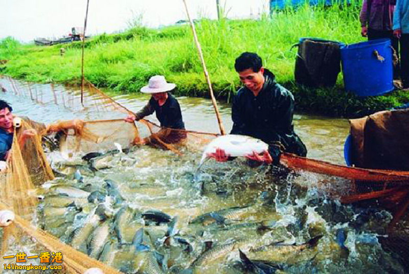 脆肉鲩.jpg