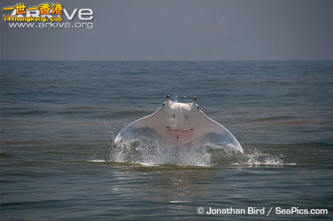 giant-manta-ray-breaching-unusual-colour-form.jpg