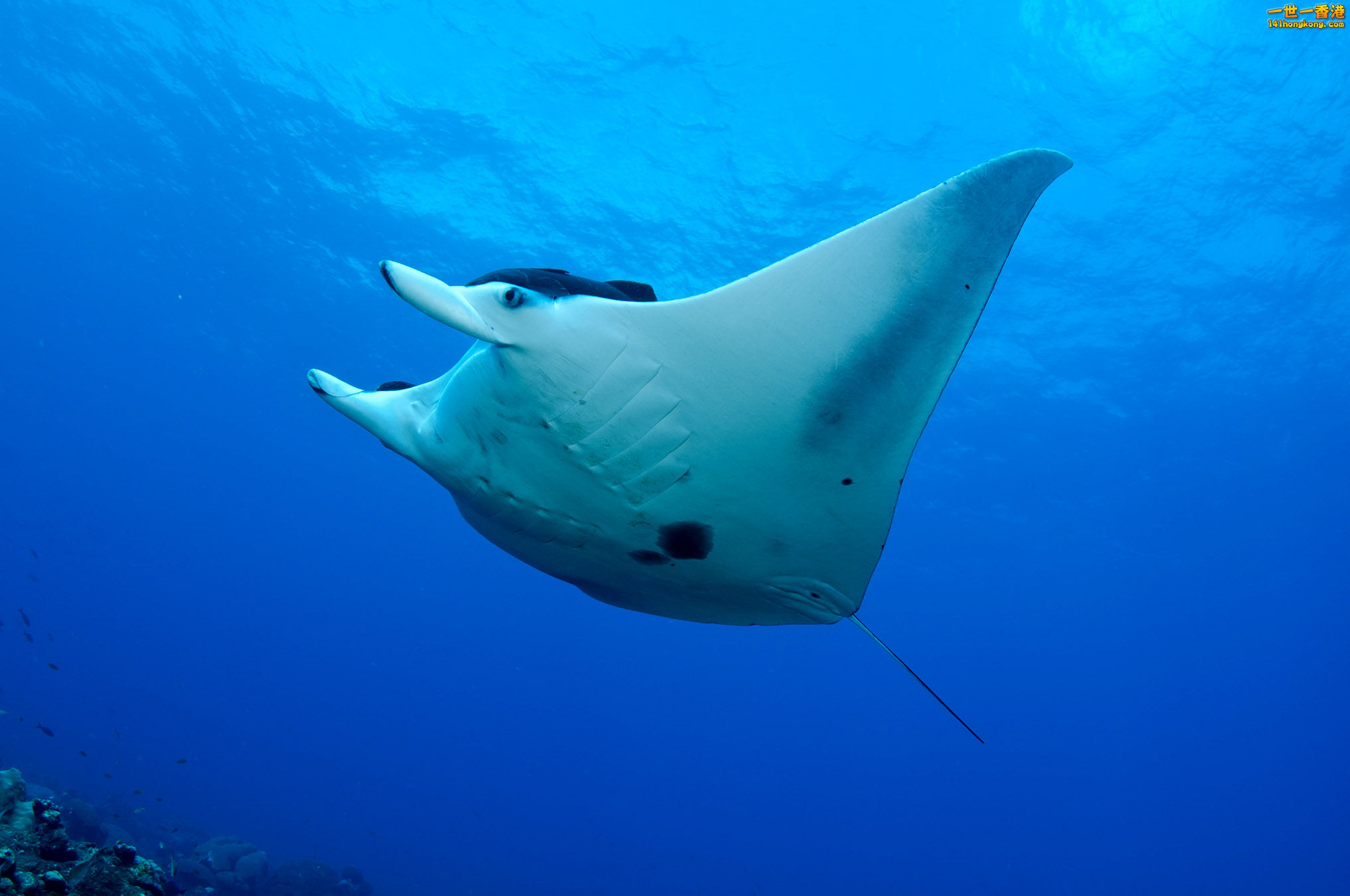 mantaray_fgbnms_noaa.jpg