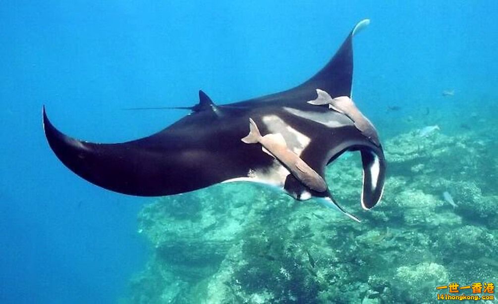 manta-ray-photo.jpg