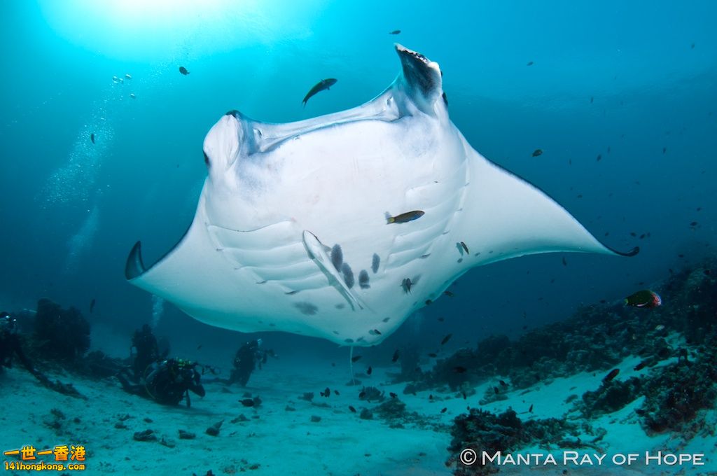 Mary-OMalley-Manta-Divers-7099.jpg