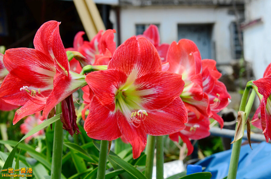 DSC_9980.jpg