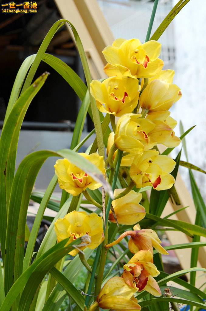 DSC_9983.jpg