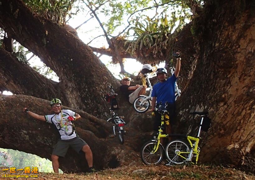 01 Giant Rain Tree Kinta Riversid Ipoh Cycling Trail -037.jpg