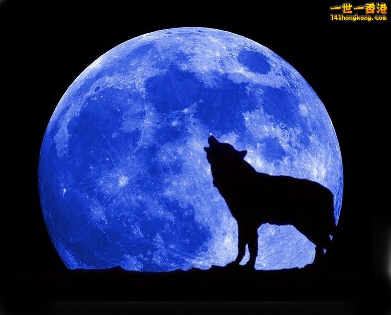 blue-moon-wolf-full.jpg