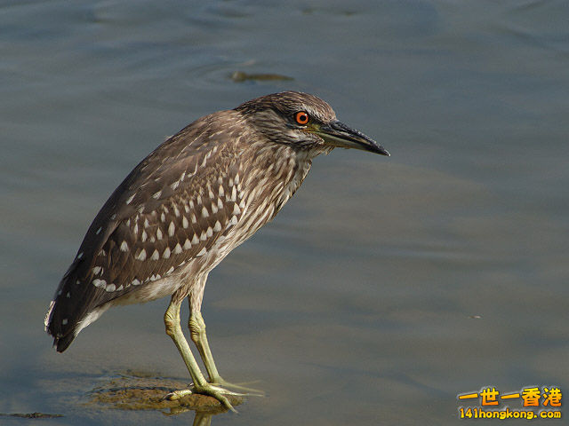 綠簑鷺 亞成鳥.jpg