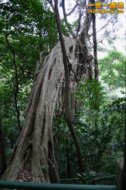 tree.JPG