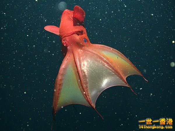 Vampire Squid.jpg