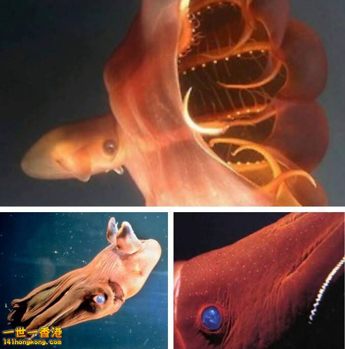 Vampire Squid0.3.jpg