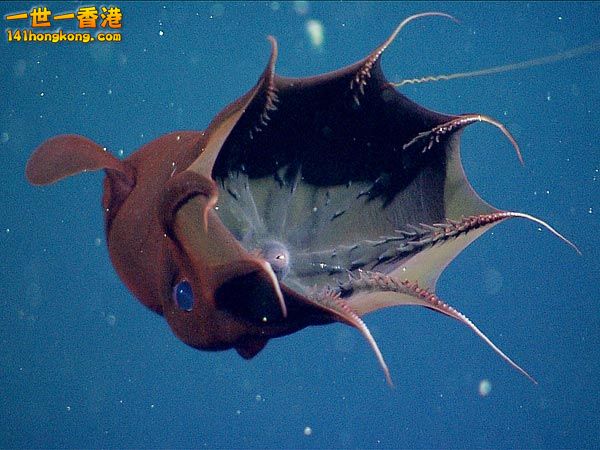 Vampire Squid1.jpg