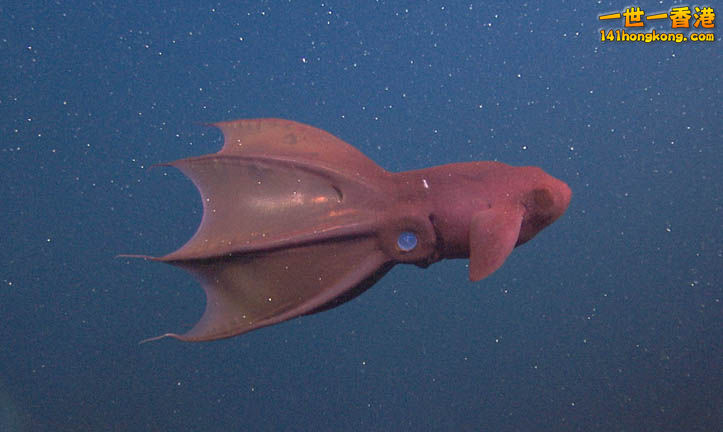 Vampire Squid8.jpg