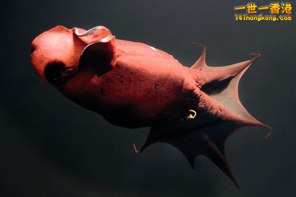 vampire-squid.jpg