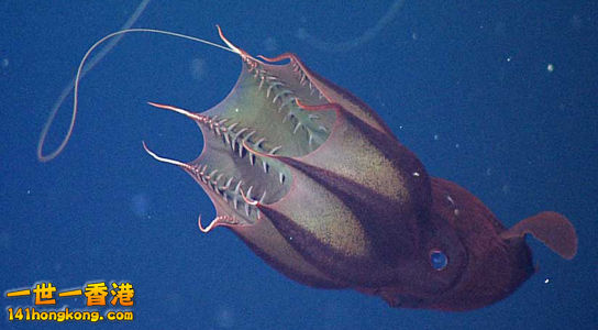 vampire-squid11.jpg