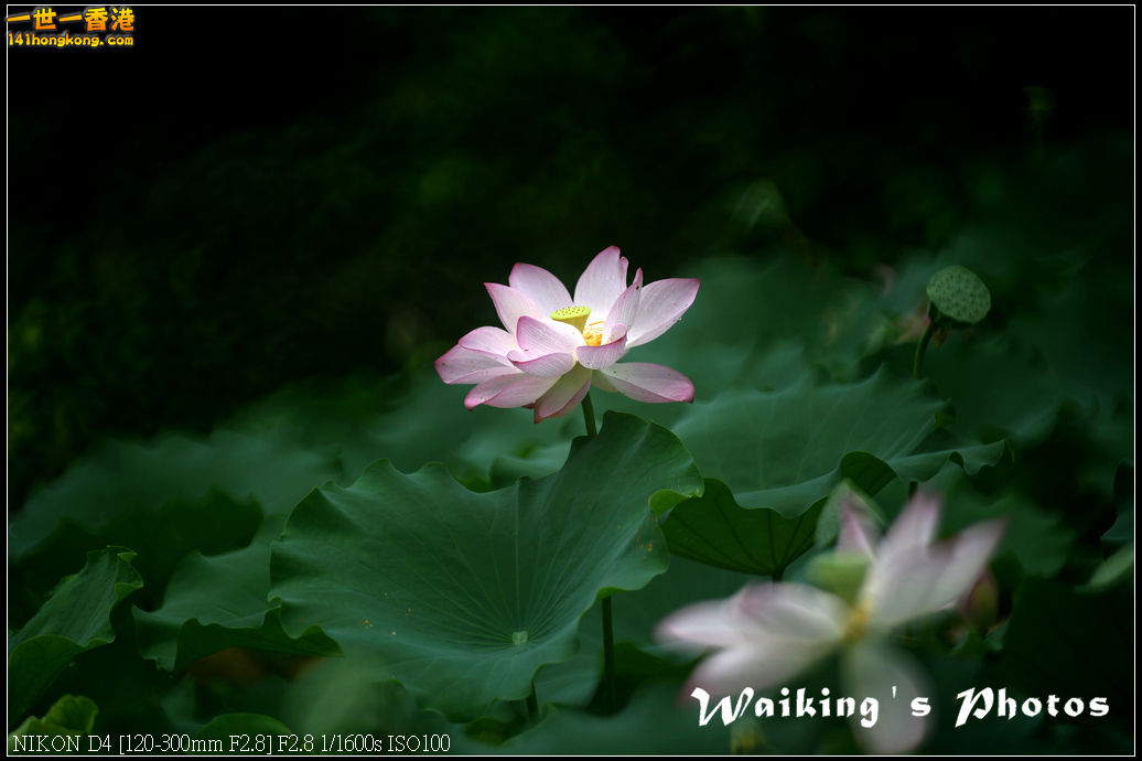 DSC_9725.jpg