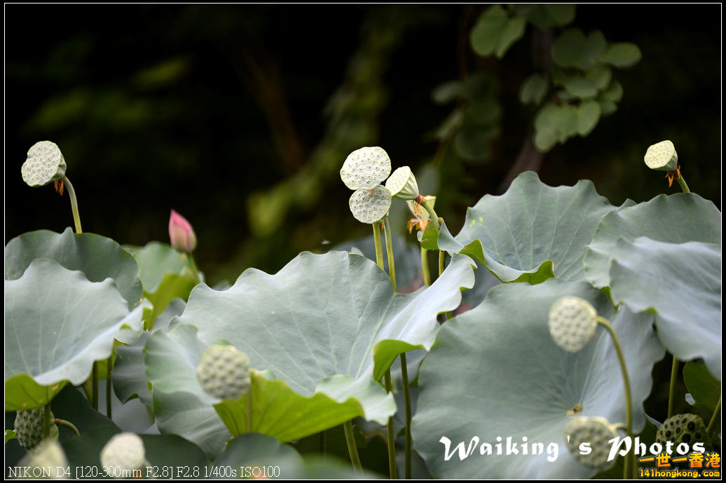 DSC_9736.jpg