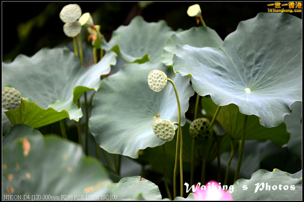 DSC_9738.jpg