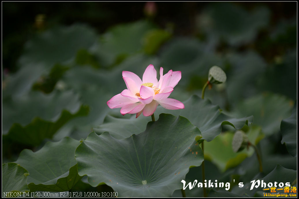 DSC_9740.jpg