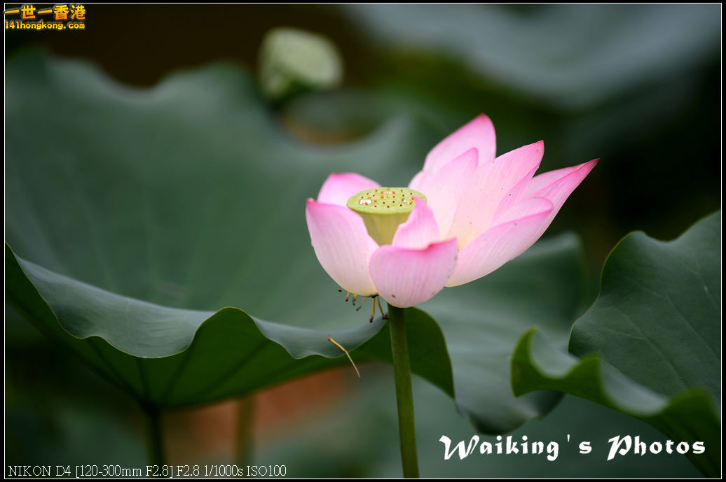 DSC_9743.jpg