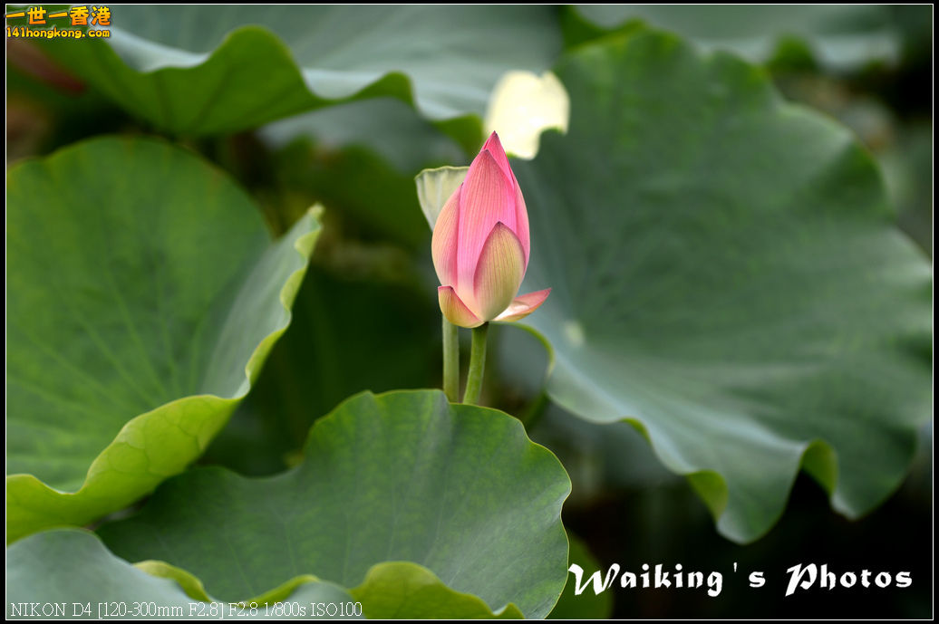 DSC_9744.jpg