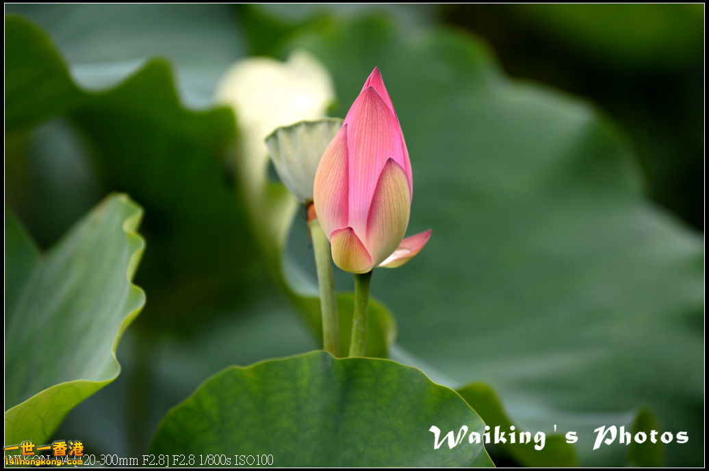 DSC_9745.jpg