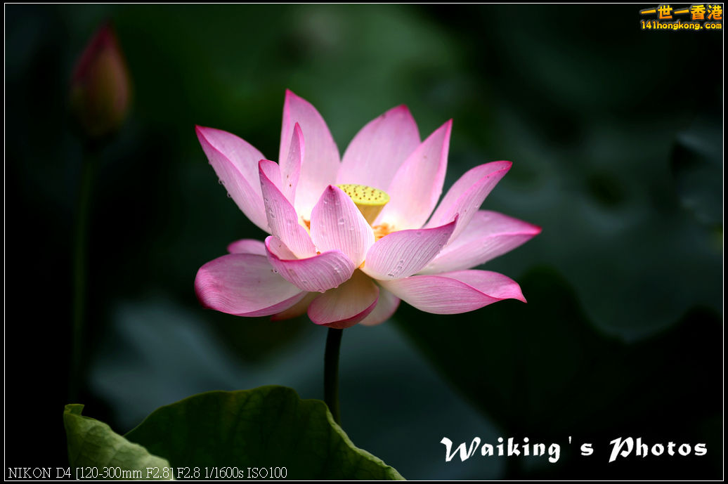 DSC_9746.jpg