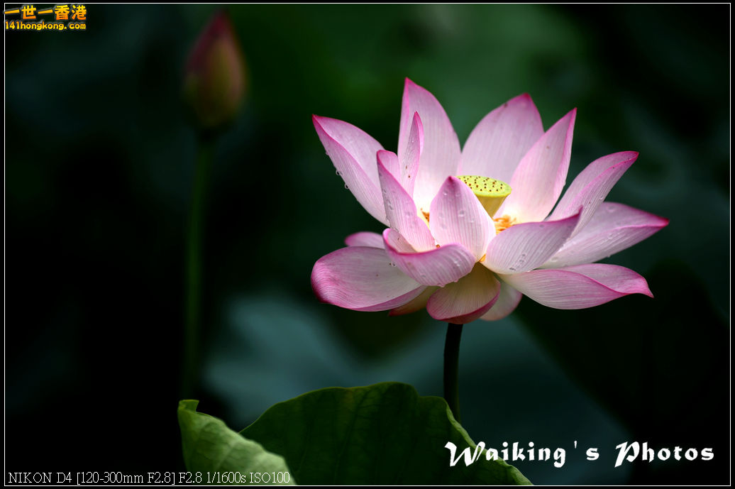 DSC_9748.jpg