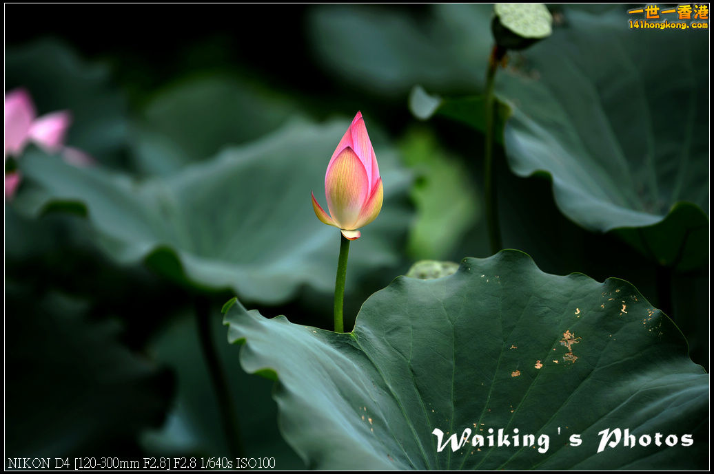DSC_9750.jpg