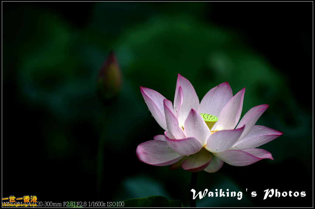 DSC_9762.jpg