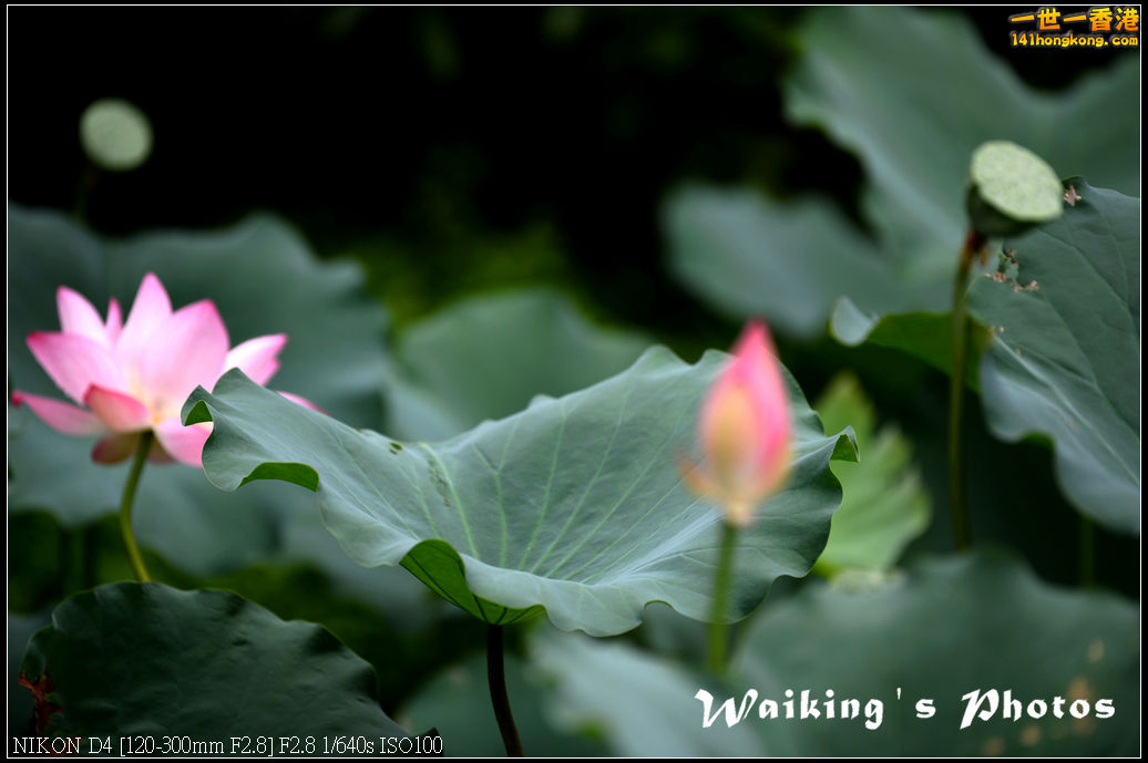DSC_9764.jpg