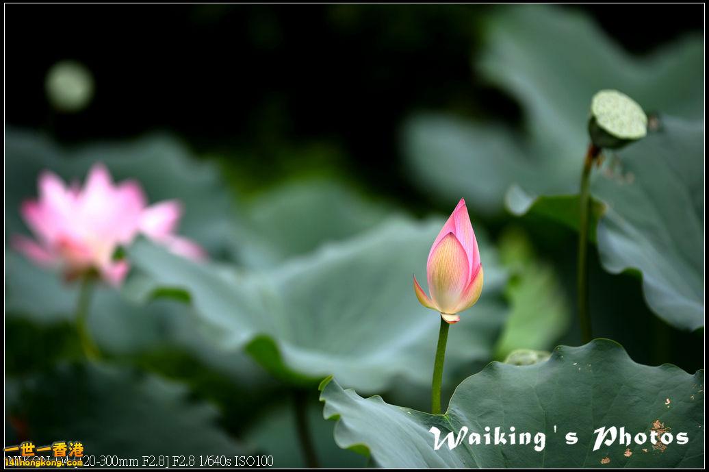 DSC_9765.jpg