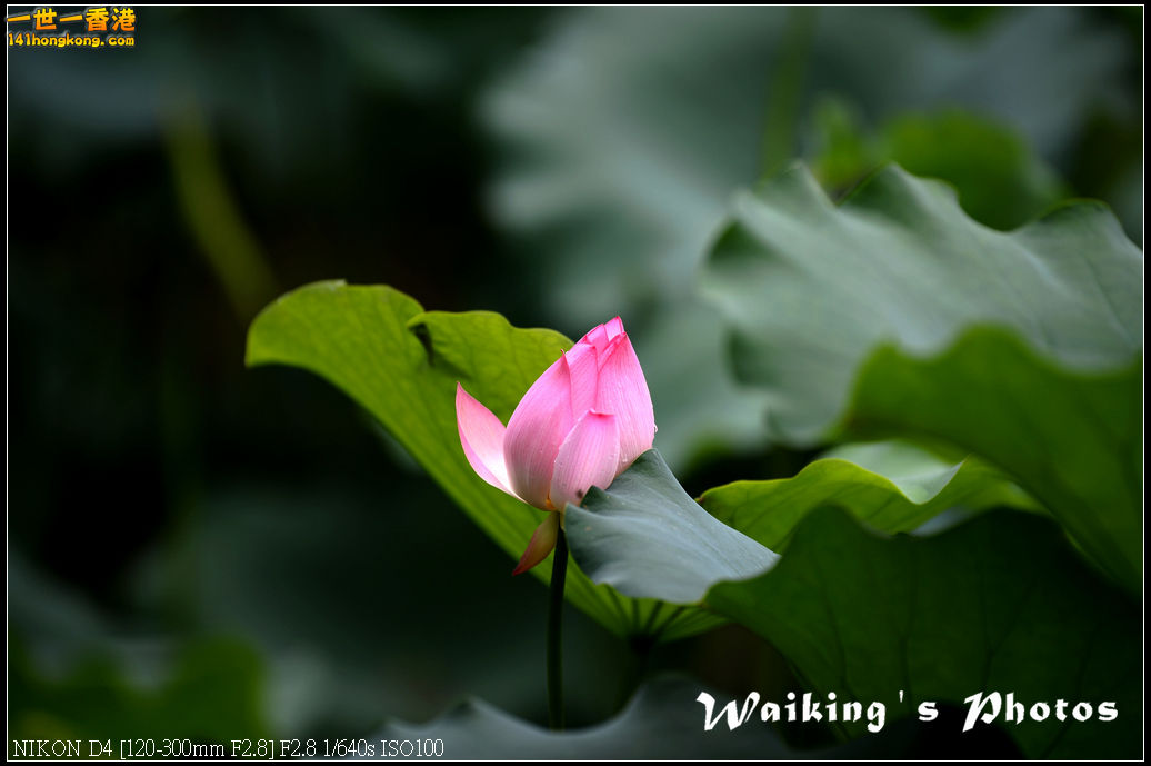 DSC_9766.jpg