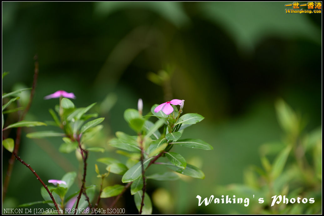 DSC_9779.jpg