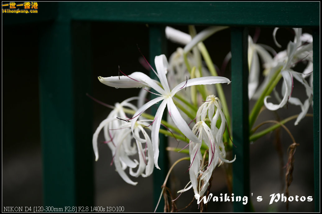 DSC_9782.jpg