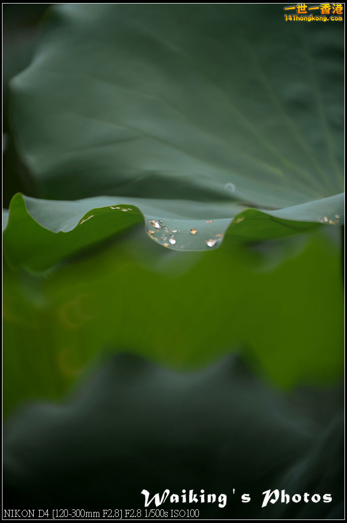 DSC_9731.jpg