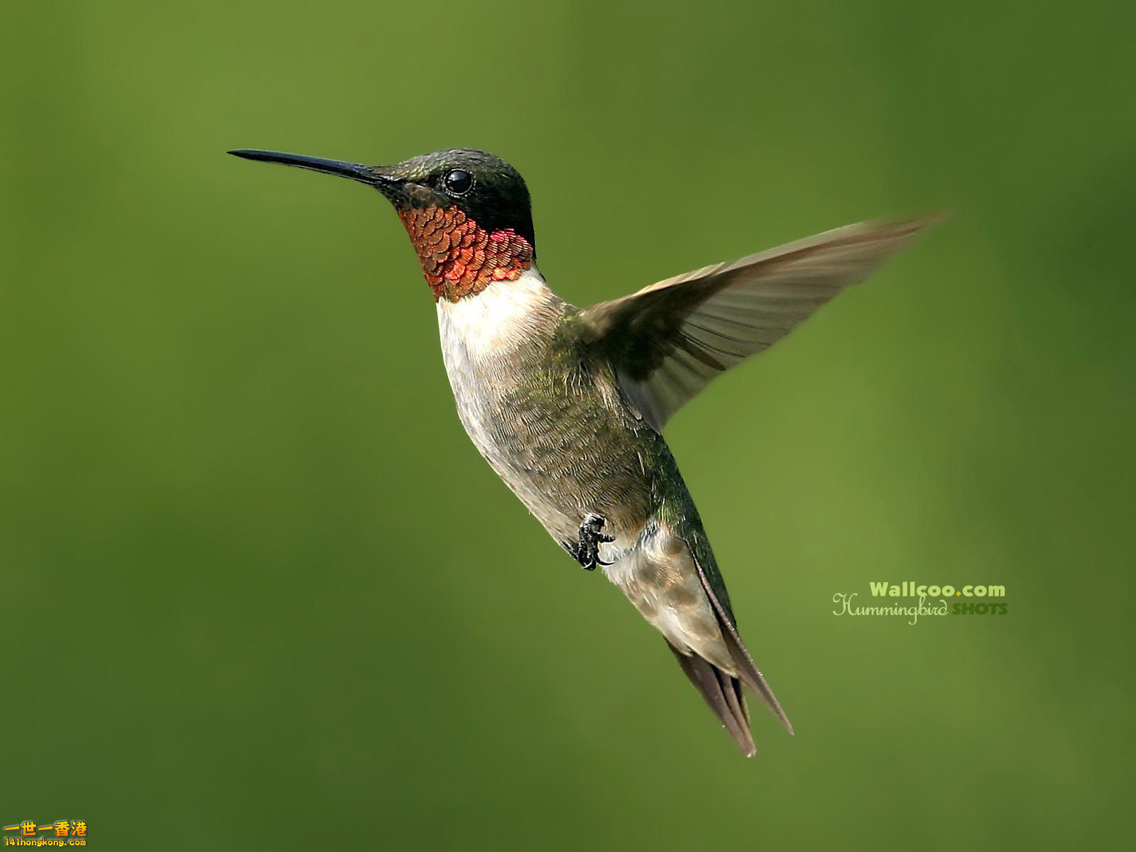 Hummingbird_Photo_Wallpaper_QNF_fs_wallcoo.com.jpg