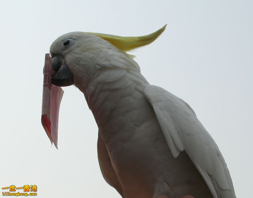 bird.JPG