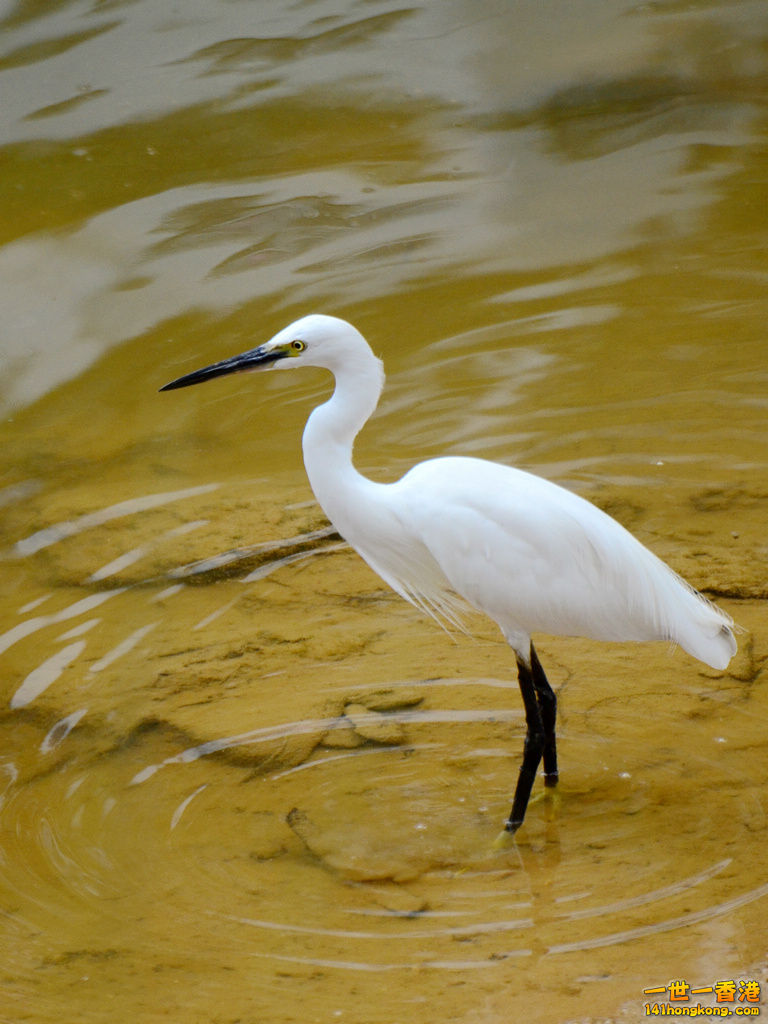 DSC_1832.JPG