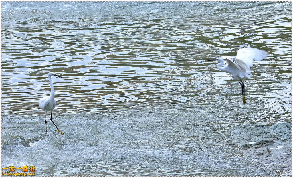 DSC_9950.jpg