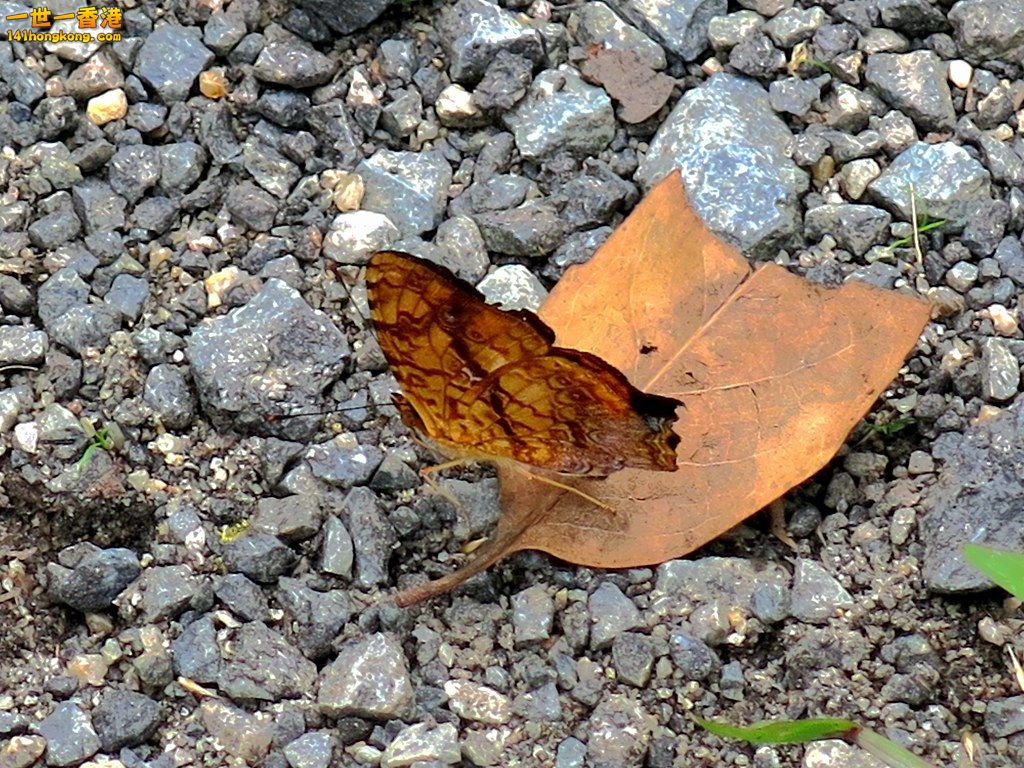 IMG_4934.JPG