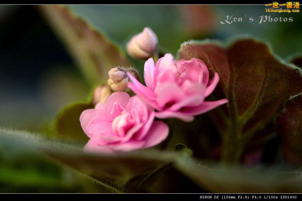 DSC_0011a.jpg