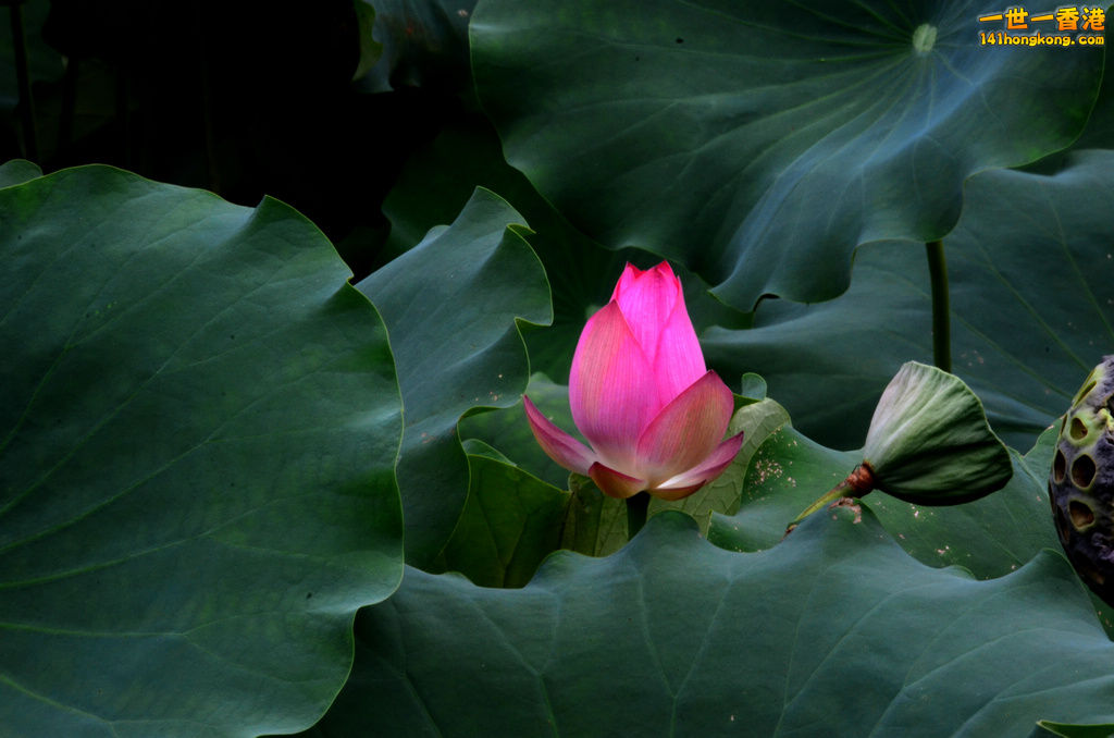 DSC_2586.jpg
