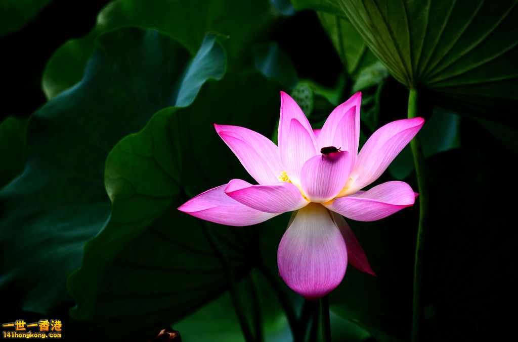 DSC_2657.jpg