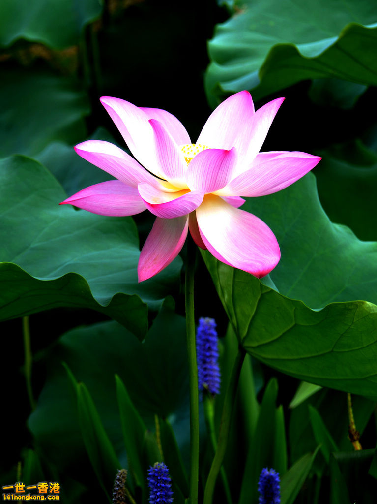 DSC_2631.jpg