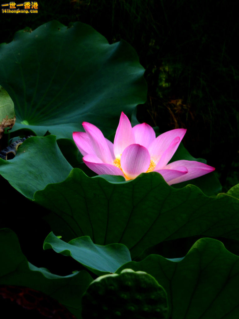 DSC_2635.jpg