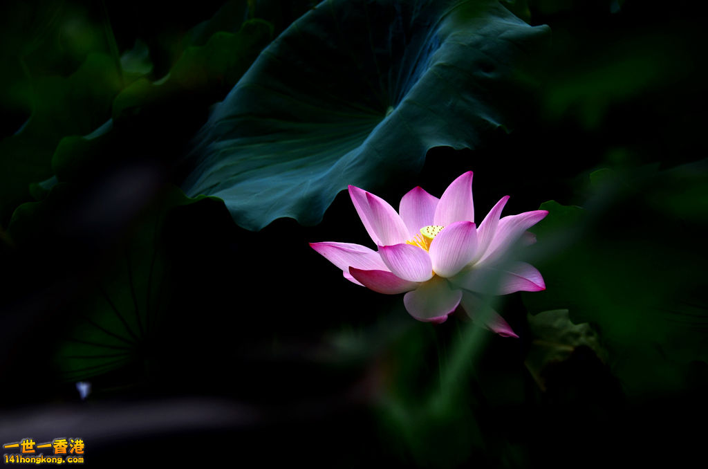 DSC_2692.jpg