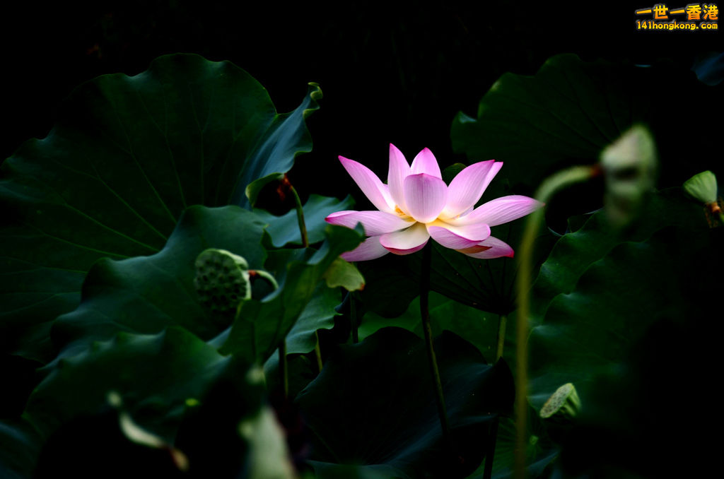 DSC_2658.jpg